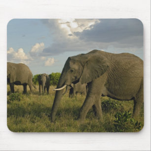 Tapis De Souris Éléphants d'Afrique paissant, Loxodonta africana,