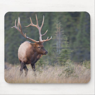 Tapis De Souris Elk de montagne Rocky