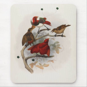 Tapis De Souris Elliot - Cicinnurus regius - Roi Bird Du Paradis