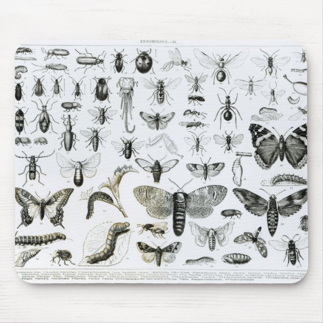 Tapis De Souris Entomologie (Devant)