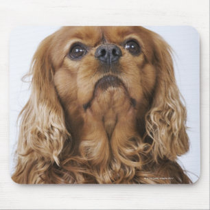 Tapis De Souris Épagneul cavalier du Roi Charles recherchant