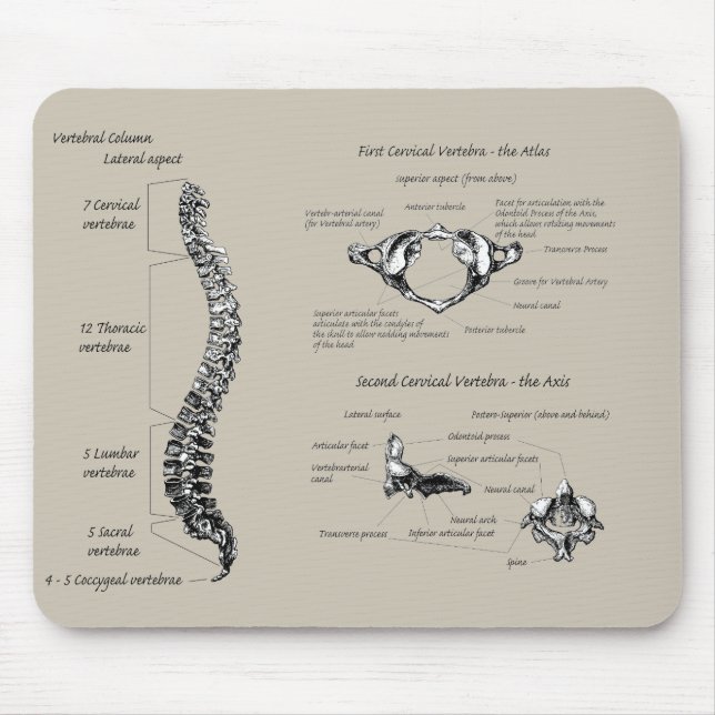 Tapis De Souris Épine dorsale humaine (Devant)