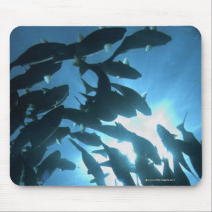 Tapis De Souris Équateur, archipel des Galapagos, île Wolf,