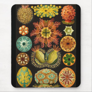 Tapis De Souris Ernst Haeckel - Ascidiae