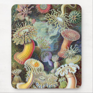 Tapis De Souris Ernst Haeckel Kunstformen der Natur Actiniae
