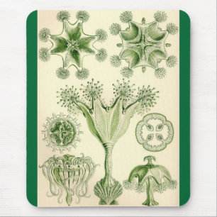 Tapis De Souris Ernst Haeckel - méduses de Stauromedusae