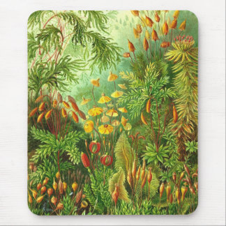 Tapis De Souris Ernst Haeckel - Muscinae