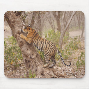Tapis De Souris Escalade royale de Tigre du Bengale sur l'arbre