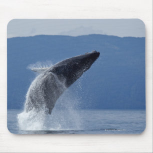 Tapis De Souris États-Unis, Alaska, Angoon, baleine à bosse (Megap