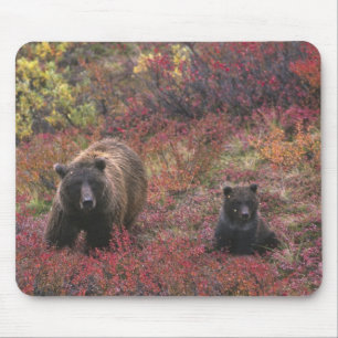 Tapis De Souris États-Unis, Alaska, Parc national de Denali. Ours 