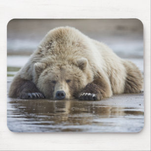 Tapis De Souris États-Unis, Alaska, Parc national de Katmai, Ours 