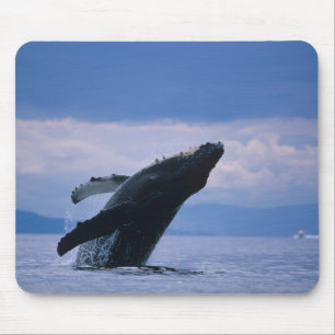 Tapis De Souris États-Unis, Alaska, Tongass National Forest, Humpb