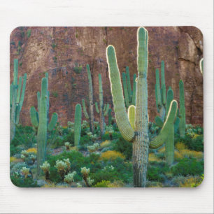 Tapis De Souris États-Unis, Arizona. Champ de cactus saguaro au pi