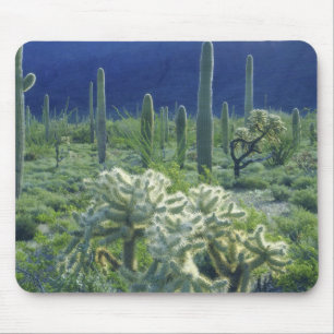Tapis De Souris États-Unis, Arizona, Organ Pipe Cactus National