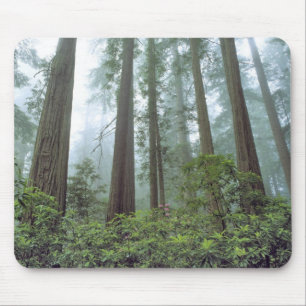 Tapis De Souris États-Unis, Californie, Parc national de Redwood. 