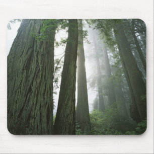 Tapis De Souris États-Unis, Californie, Parc national de Redwood, 