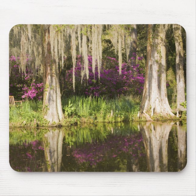 Tapis De Souris États-Unis, Caroline du Sud, Charleston. Cyprès (Devant)