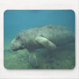 Tapis De Souris États-Unis, FL, Manatee