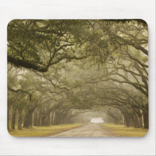 Tapis De Souris États-Unis, Géorgie, Savannah, Une allée bordée de