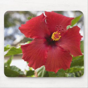 Tapis De Souris États-Unis, Hawaï, Oahu. L'Hibiscus est la