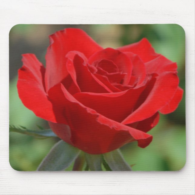 Tapis De Souris États-Unis, Kansas, Rose rouge (Devant)
