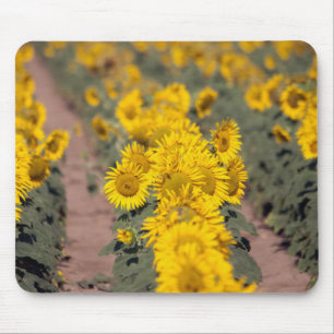 Tapis De Souris États-Unis, Kansas. Tournesols (Helianthus Annuus)