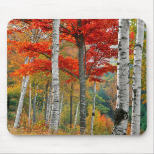 Tapis De Souris États-Unis, Maine, lac Wyman. Forêt de bouleau