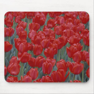 Tapis De Souris États-Unis, Ohio, Cincinnati. Lit de tulipes roug