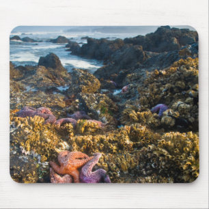 Tapis De Souris États-Unis, Oregon. Étoiles de mer