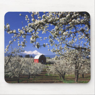 Tapis De Souris États-Unis, Oregon, Hood River Valley, Verger de p
