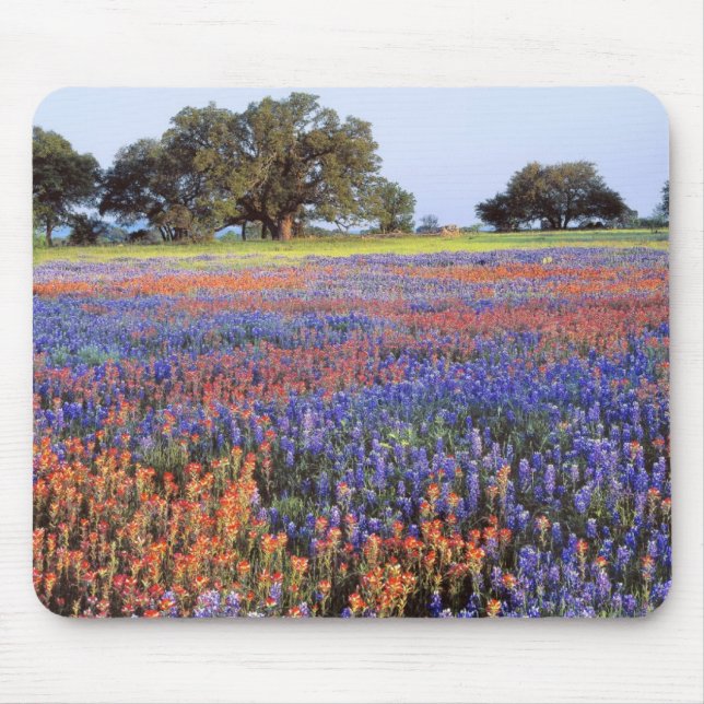 Tapis De Souris États-Unis, Texas, Llano. Bluebonnets et redbonnet (Devant)
