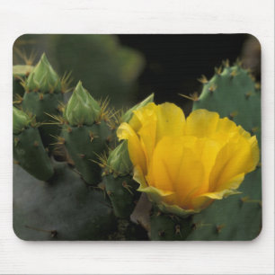 Tapis De Souris États-Unis, Texas, Prickly Pear Cactus en fleurs.