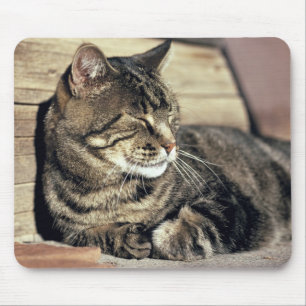 Tapis De Souris États-Unis, Utah, Parc national de Capitol Reef. C