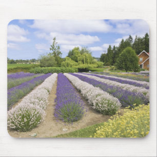 Tapis De Souris États-Unis, WA, Sequim, Purple Haze Lavender Farm