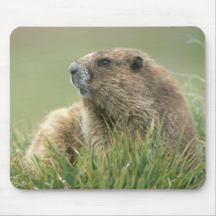 Tapis De Souris États-Unis, Washington, Parc national Olympique, M