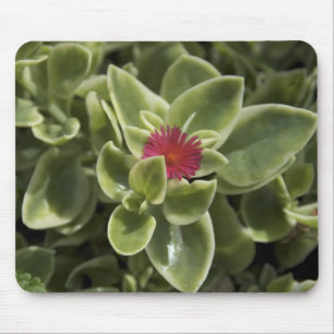 Tapis De Souris États-Unis, Washington, Woodinville, fleur de Sedu