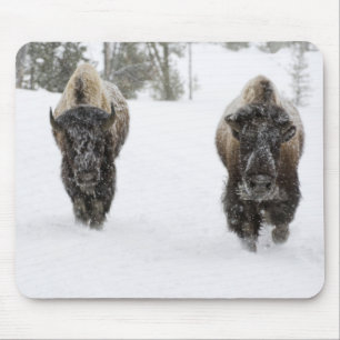 Tapis De Souris États-Unis, WY, parc national de Yellowstone, Biso