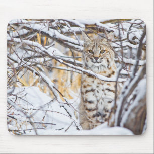 Tapis De Souris États-Unis, Wyoming, Bobcat