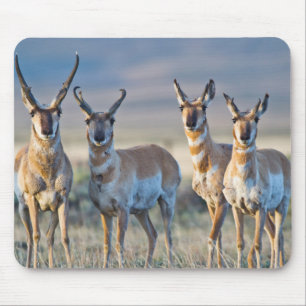Tapis De Souris États-Unis, Wyoming, Quatre antilopes pronghorn mâ