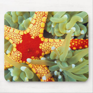 Tapis De Souris Étoile de mer rouge et jaune