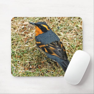 Tapis De Souris Étonnant oiseau-chanteur à grive variée dans l'her