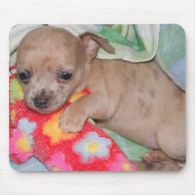 Tapis De Souris Étreintes de chiwawa (Devant)