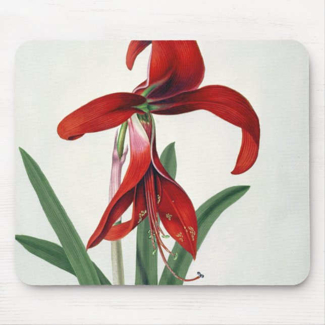 Tapis De Souris Étude de fleur, (Devant)