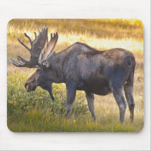 Tapis De Souris ÉUA, Colorado, Cameron Pass. Orignal mâle
