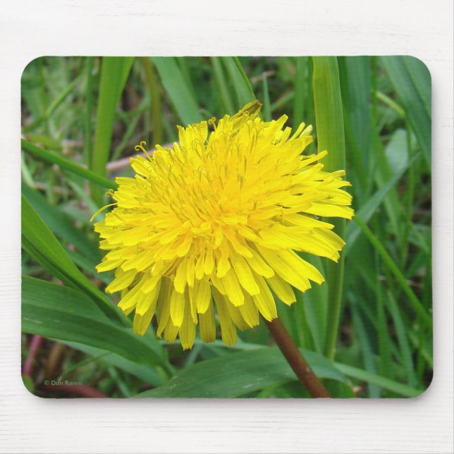 Tapis De Souris F45 Pissenlit "Taraxacum Officinale" (Devant)