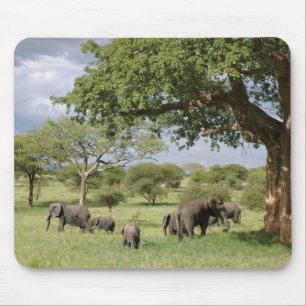 Tapis De Souris Famille d'éléphant