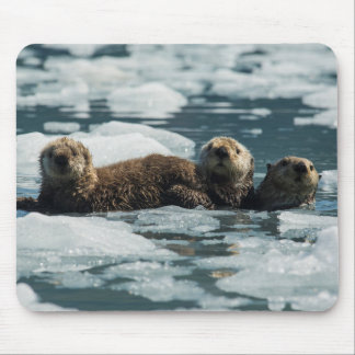 Tapis De Souris Famille Sea Otter