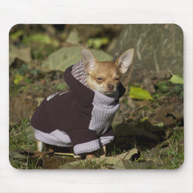 Tapis De Souris Fancy Chihuahua (Devant)