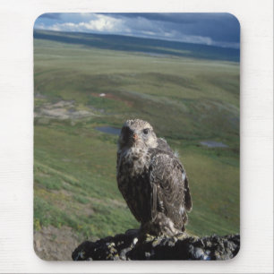 Tapis De Souris faucon gerfaut, Falco rusticolus, juvénile