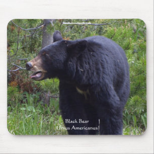 Tapis de souris faune Ours noir et forêt de pins